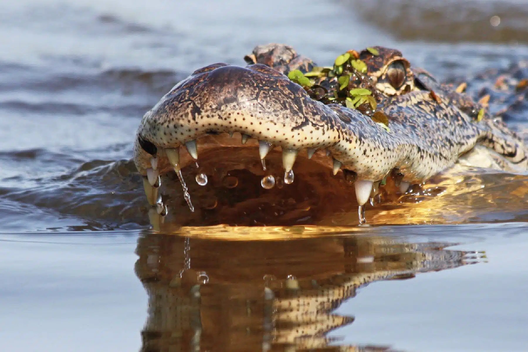 close up of alligator on new orleans swamp tour