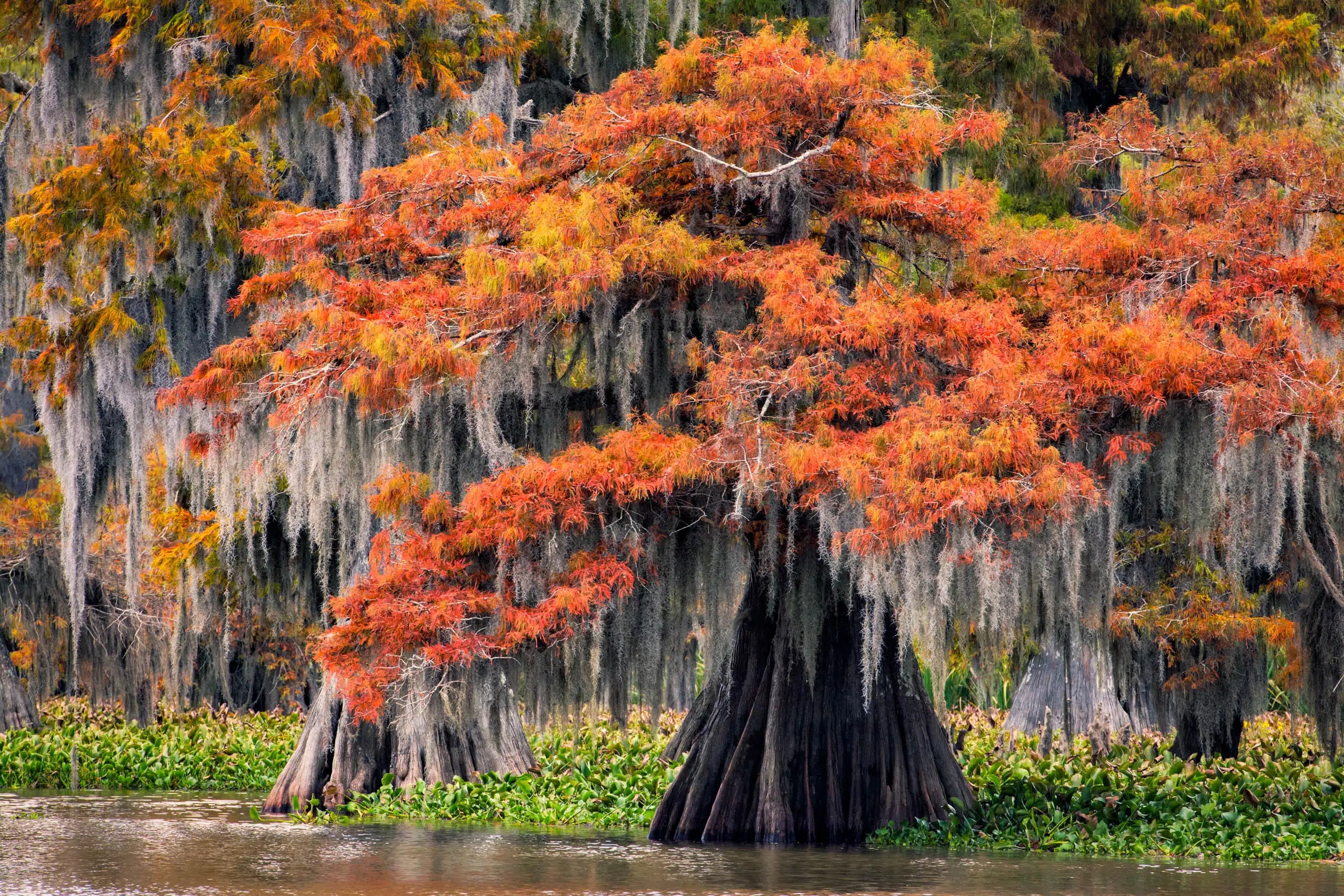 lush flora on new orleans swamp tour