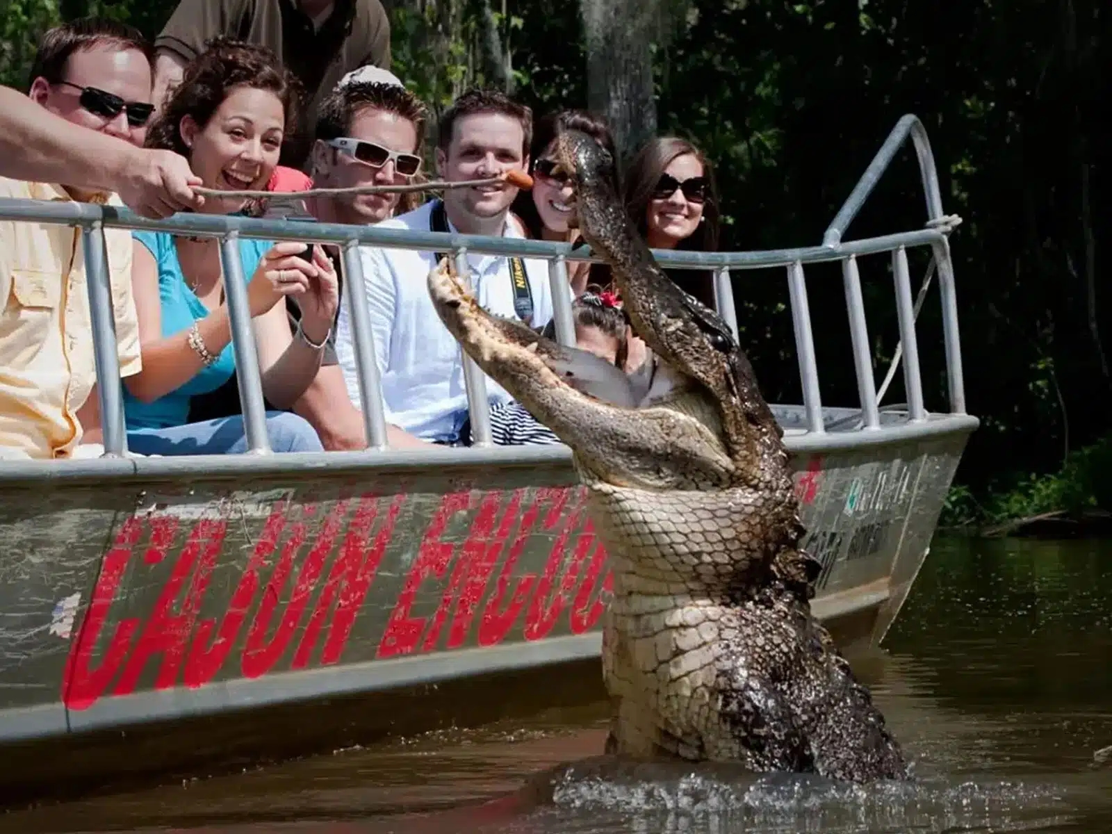 close up of alligator on new orleans swamp tour