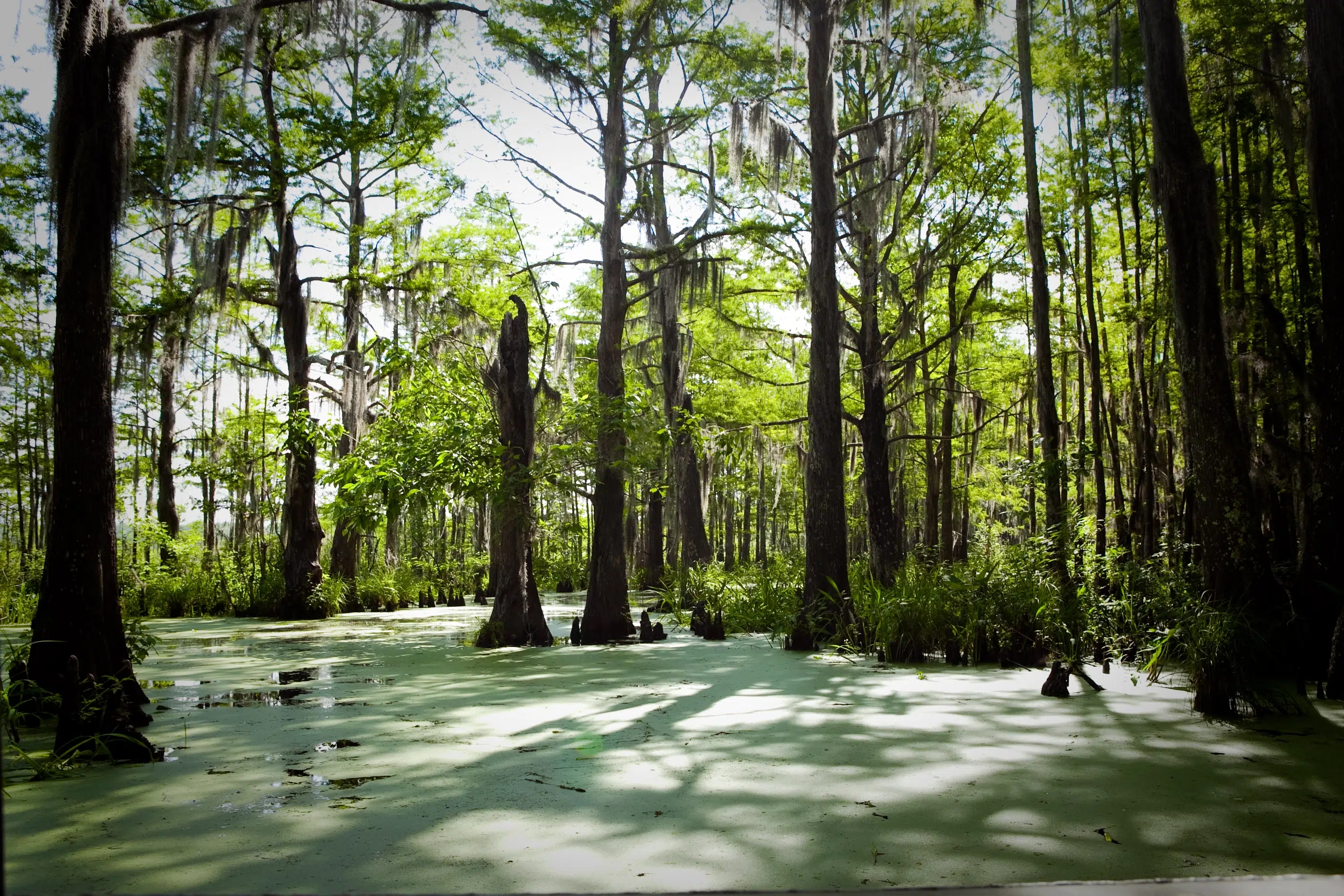 beautiful trees covered in moss on new orleans swamp tour