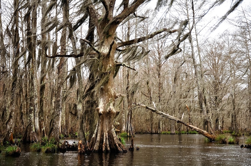 The Whiskey Tree, a large cypress tree draped in Spanish moss, stands prominently in the Pearl River Swamp surrounded by still, dark water and dense, leafless trees.