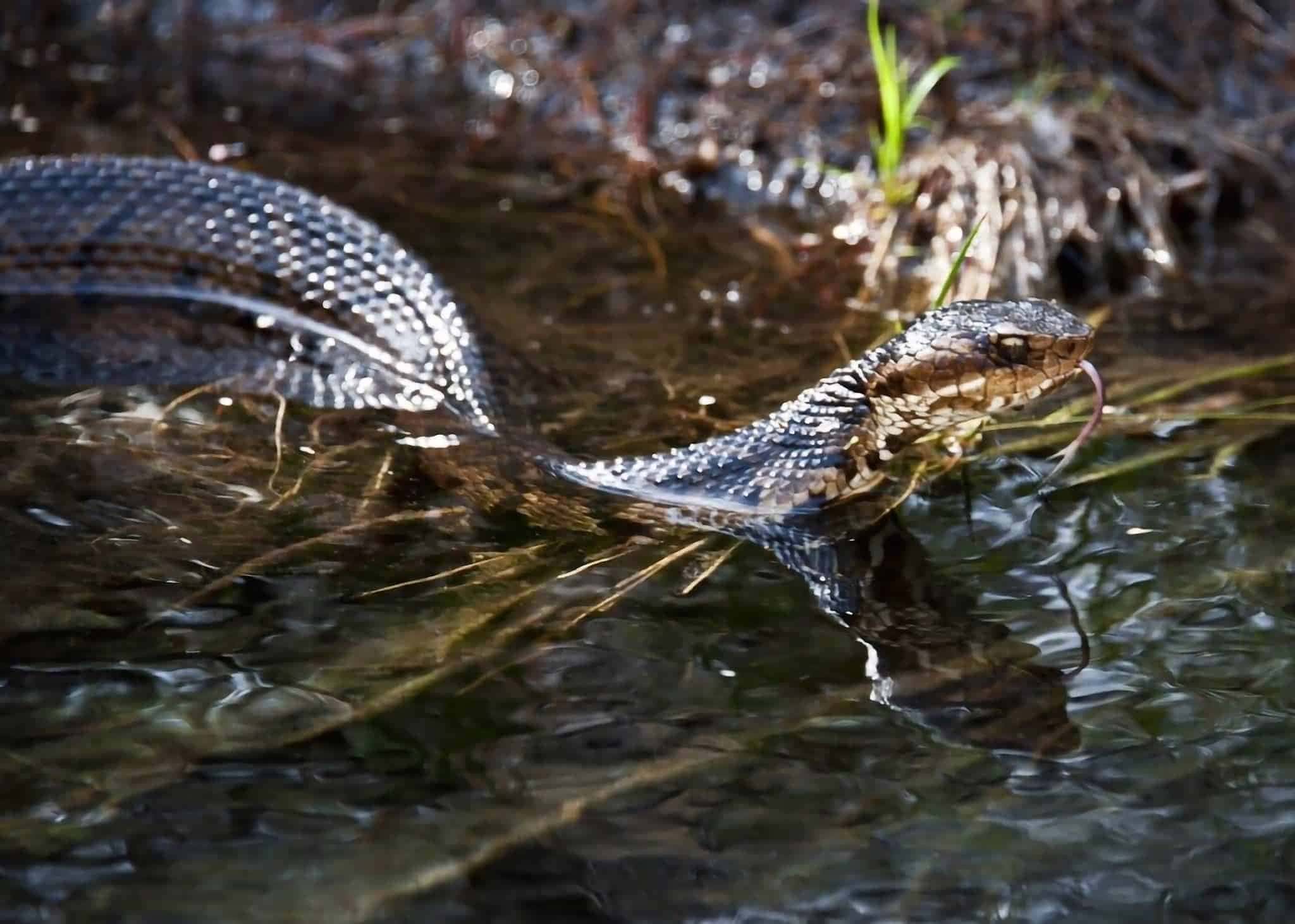 water moccasin swimming in the river