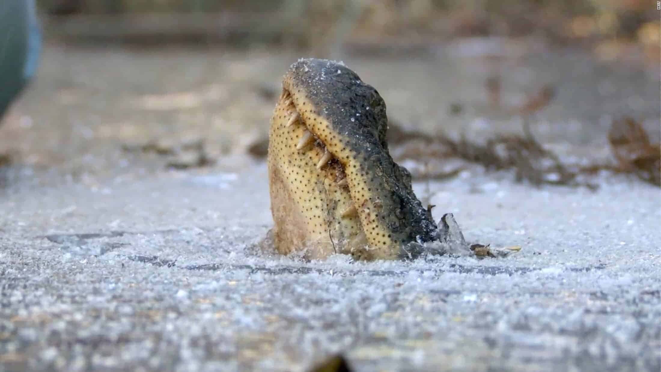 alligator sticking its snout up from icy water