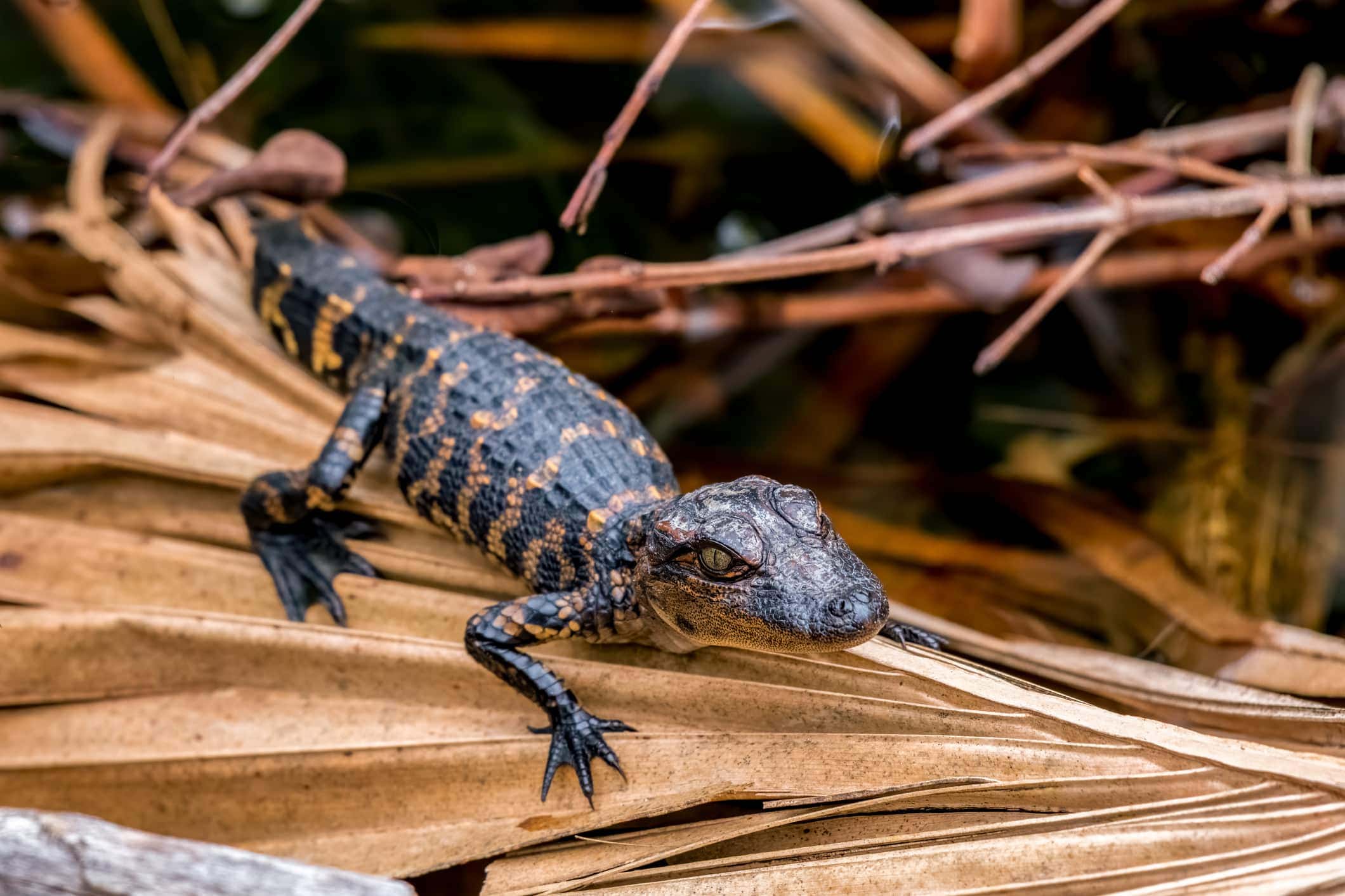 baby alligators