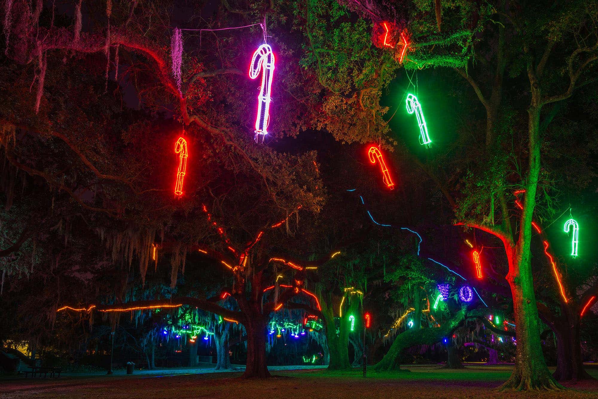 Christmas lights hang from oak trees in New Orleans City Park