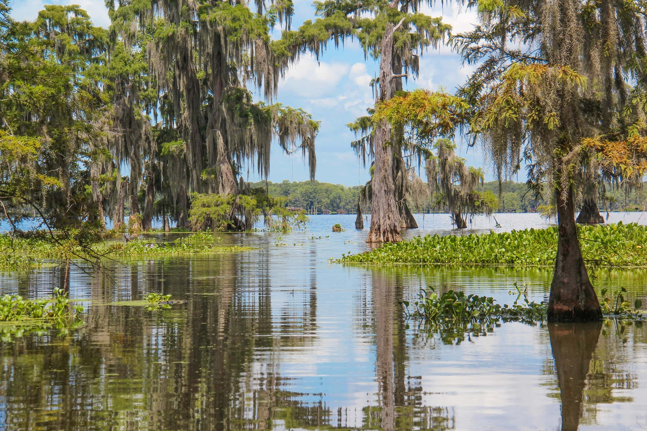 Mature trees emerge from the murky water of a Louisiana swamp with their reflections on full display in the water under the hot summer sun.