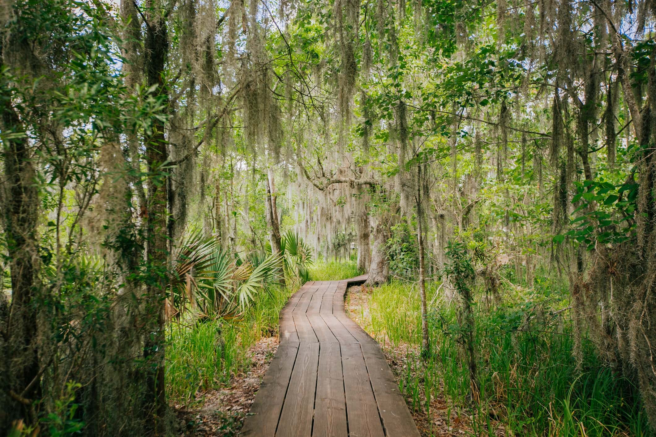 Hiking trail at the Jean Lafitte National Historical Park, one of the many national parks in Louisiana