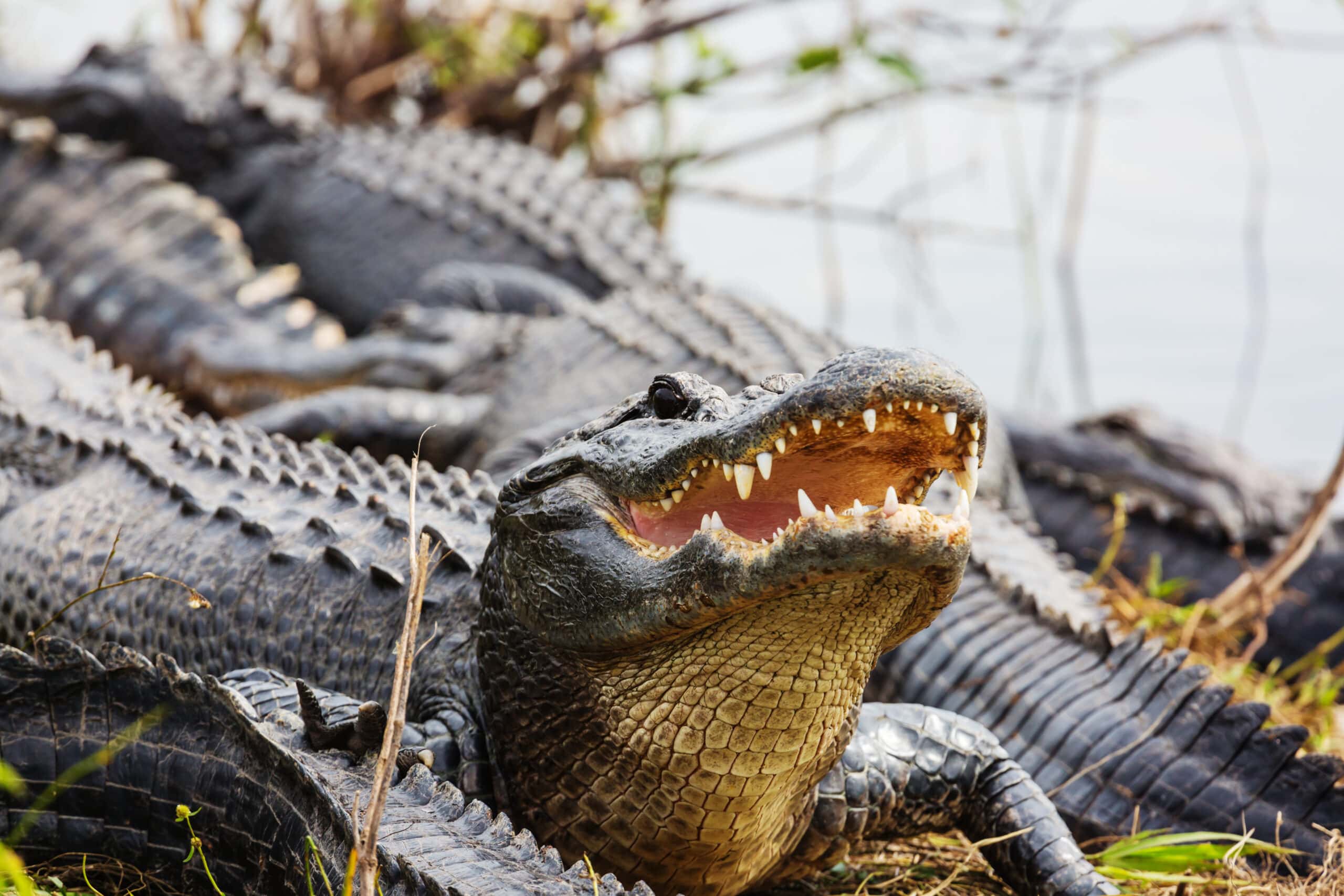 Threats to alligators basking in the sun with other alligators