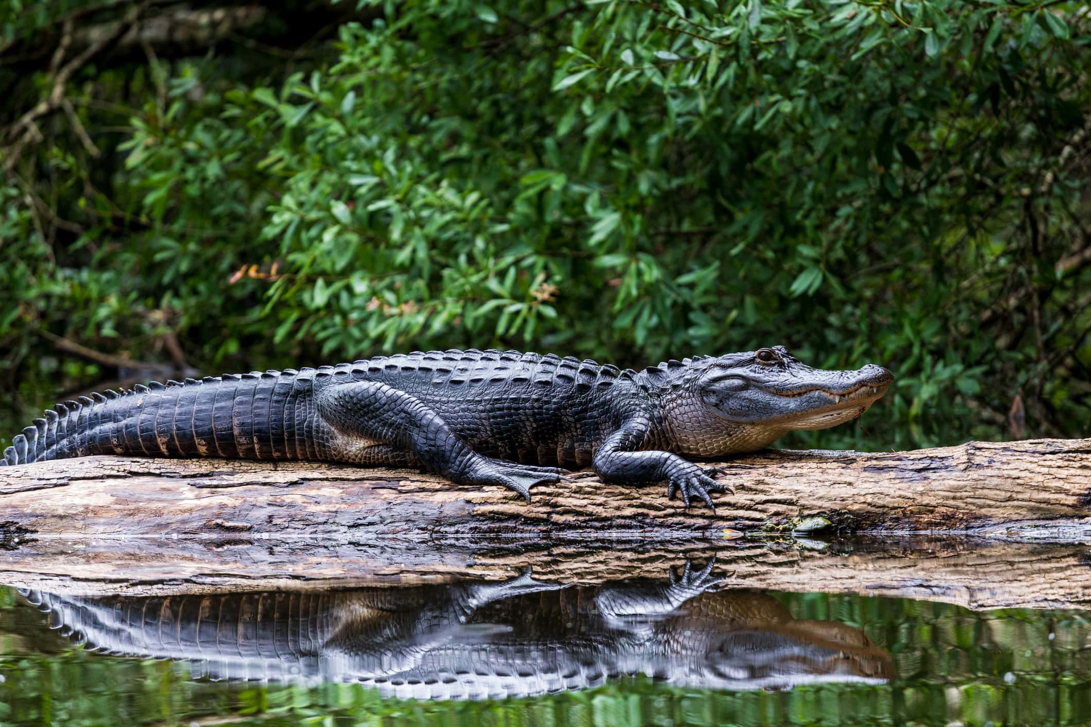 An alligator sunning on a log during gator tours new orleans