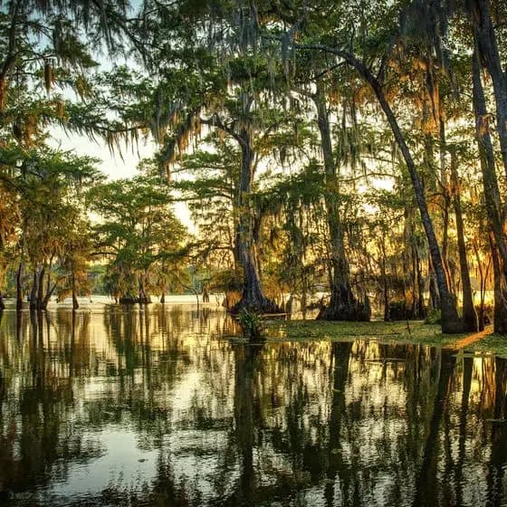 Golden sunlight filtering through cypress trees draped with Spanish moss, reflected in the still waters of a bayou.