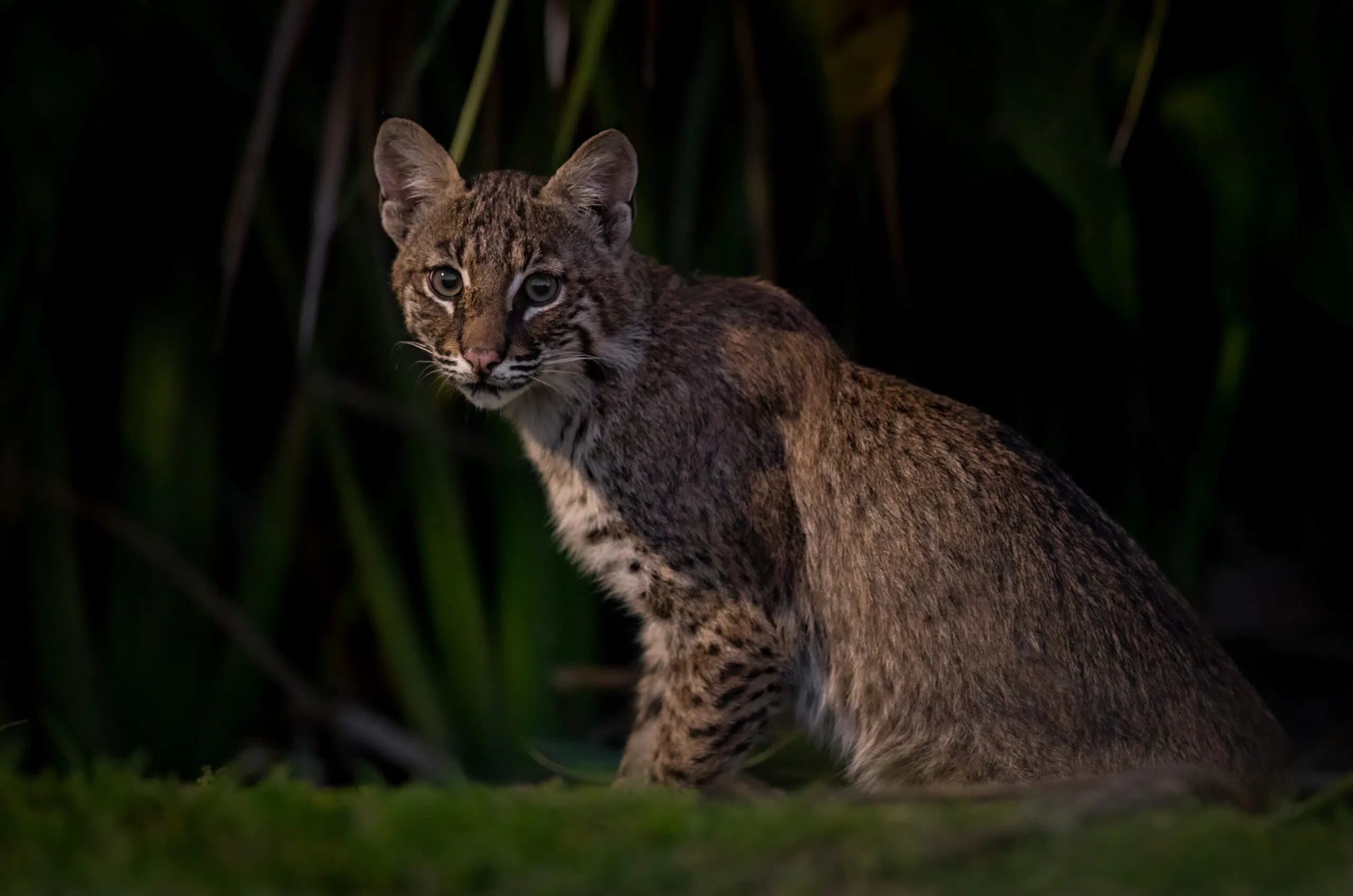 A bobcat with spotted fur and pointed ears sits alert in tall grass, partially illuminated against a dark, blurred natural background.