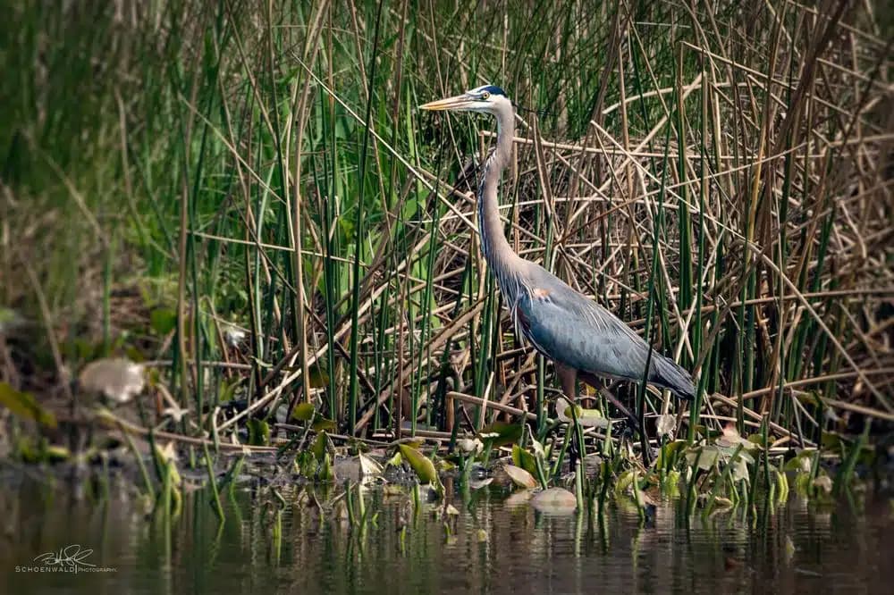 A great blue heron with a long neck and sharp beak stands in tall reeds by the edge of a calm water body, surrounded by green vegetation