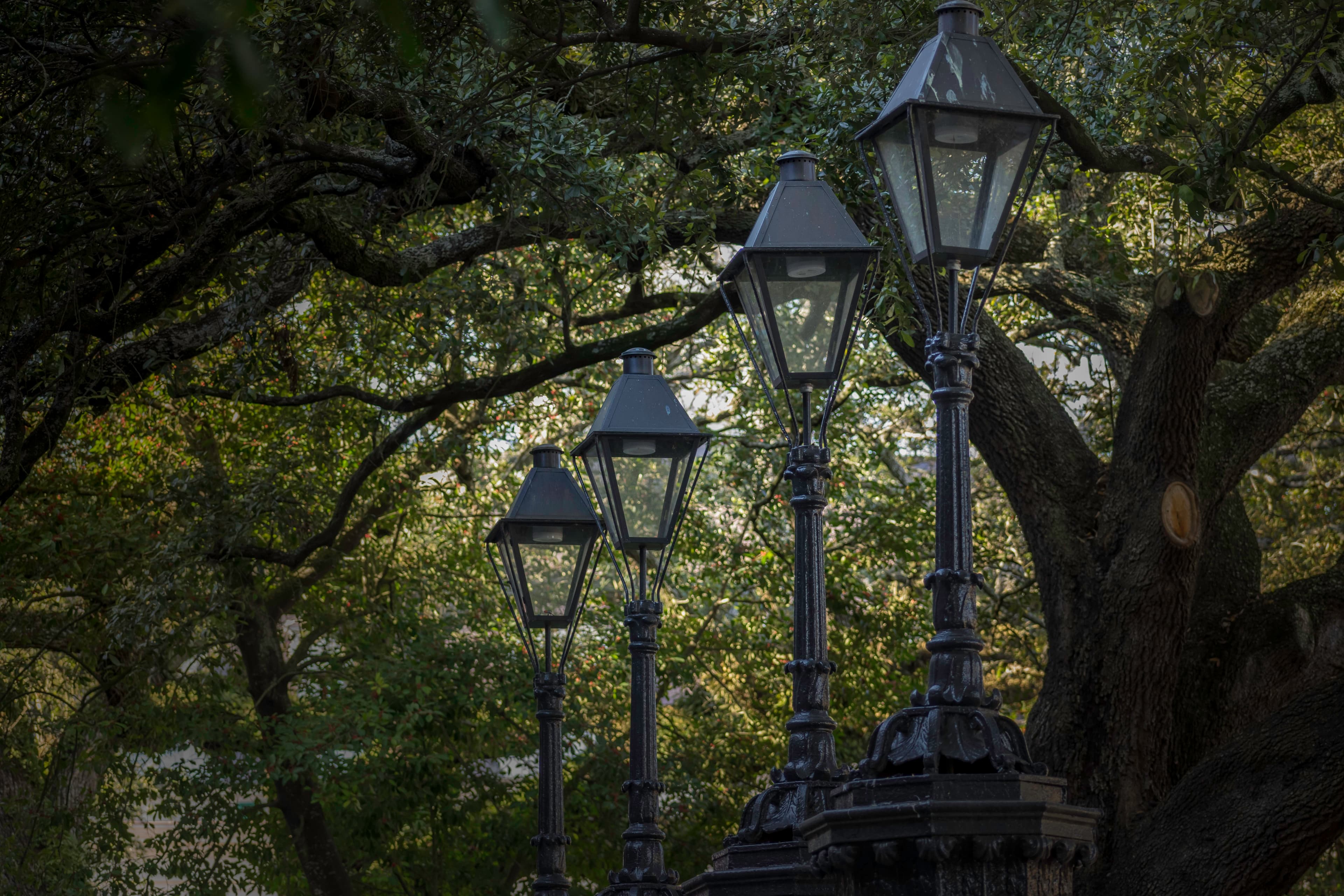 Row of vintage black iron lampposts under dense tree canopy in a shaded park setting.