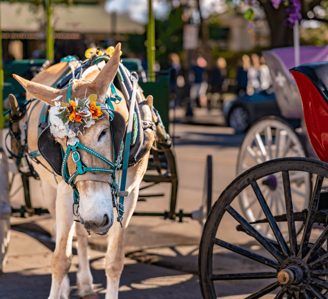 A decorated mule adorned with a flower crown and turquoise harness, pulling a classic carriage on a sunny day in the New Orleans French Quarter, with blurred pedestrians and street activity in the background.