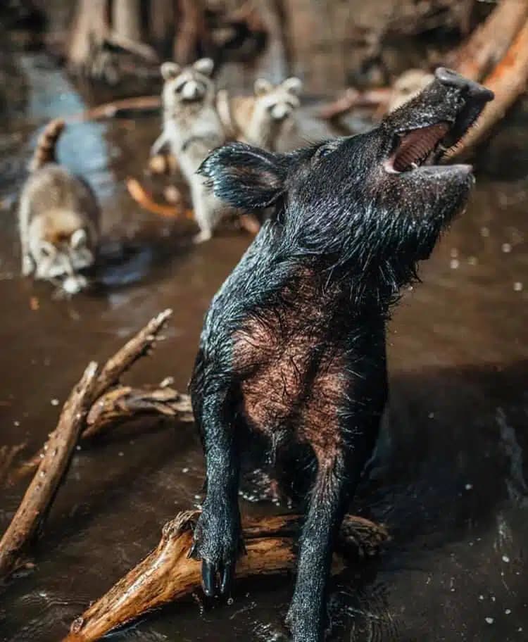 A wild boar with wet, dark fur stands in muddy water, its mouth open as if calling, with three curious raccoons approaching from the background.