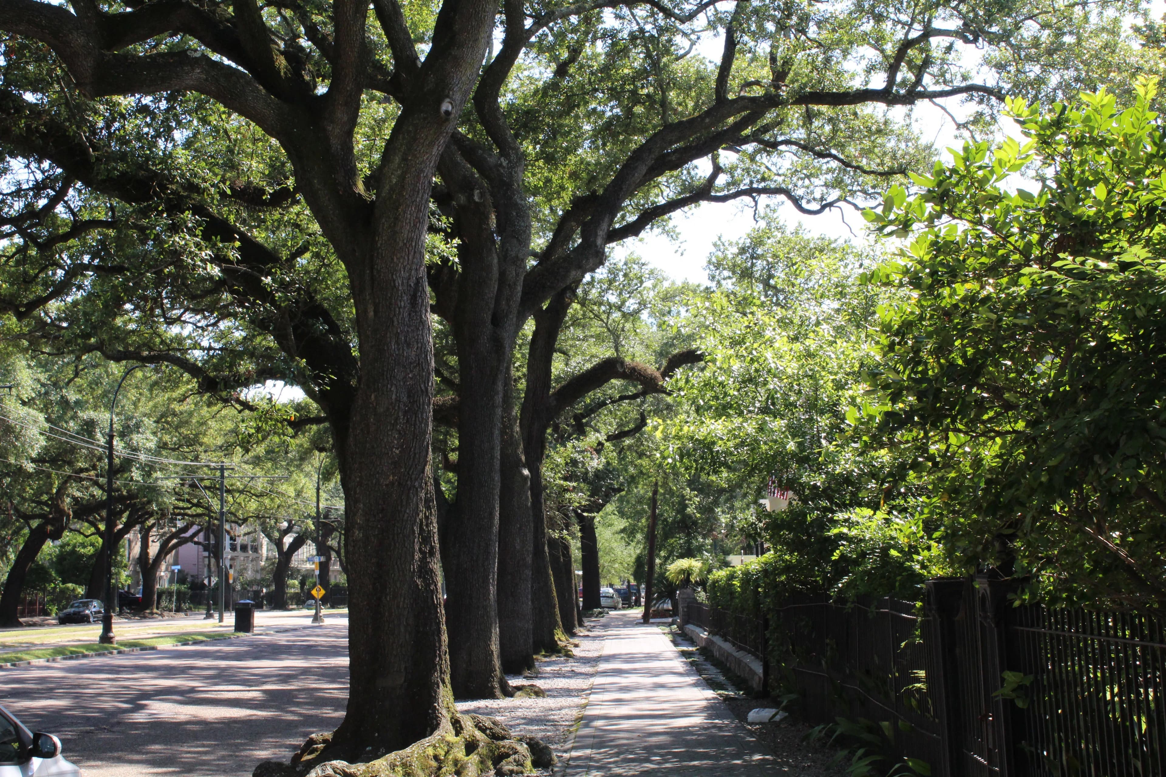 new orleans city tour scenery