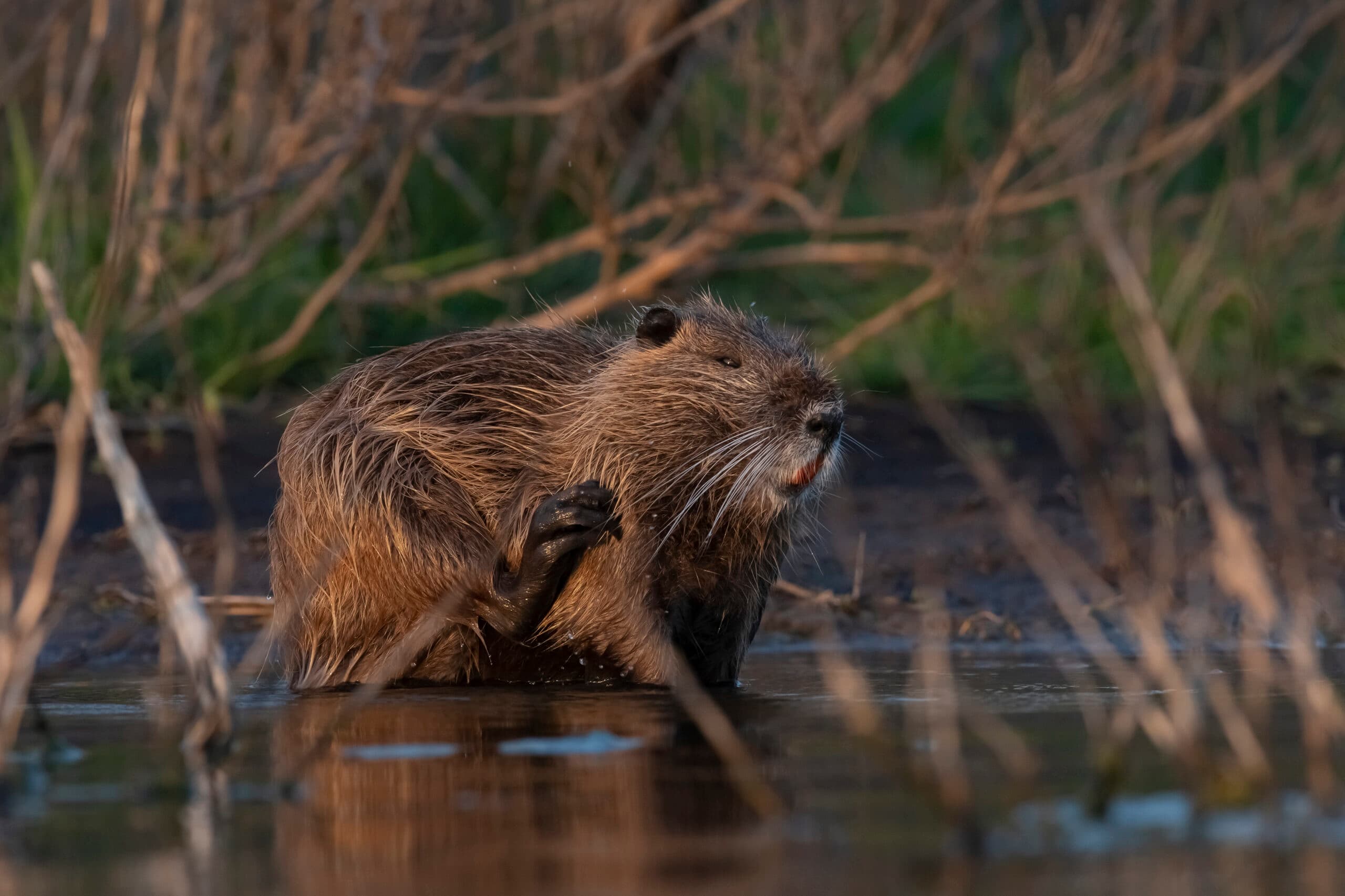 A nutria rat stands in the water, its mouth open, showcasing its teeth and alert expression