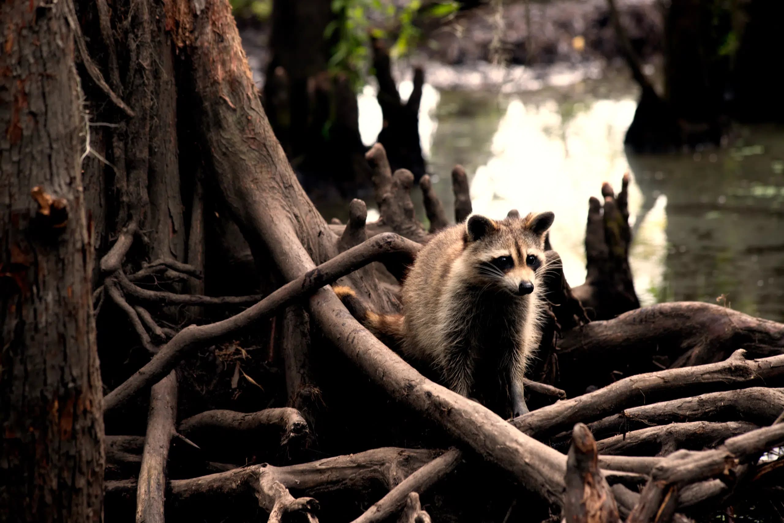 A raccoon with a masked face and bushy fur stands among twisted tree roots in a swampy area, with water and blurred trees in the background.