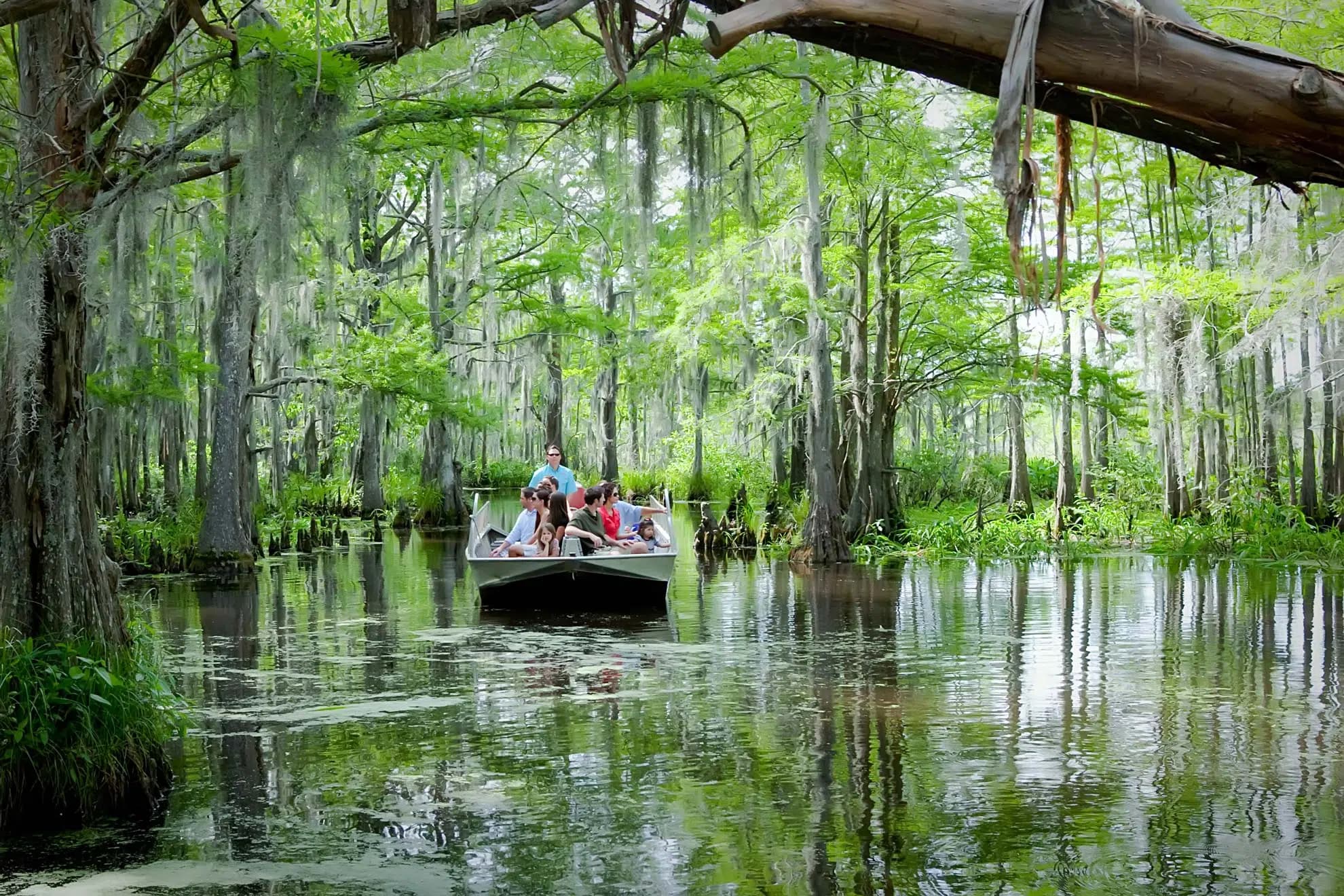 new orleans swamp tour scenery