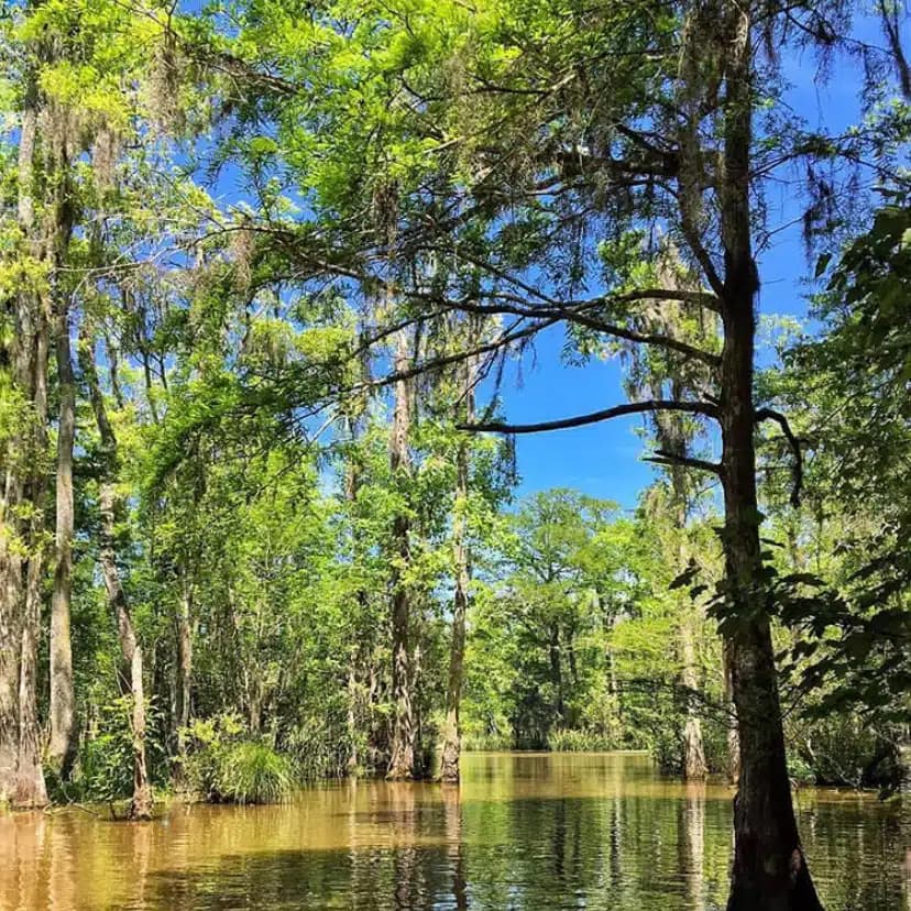 new orleans swamp tour scenery