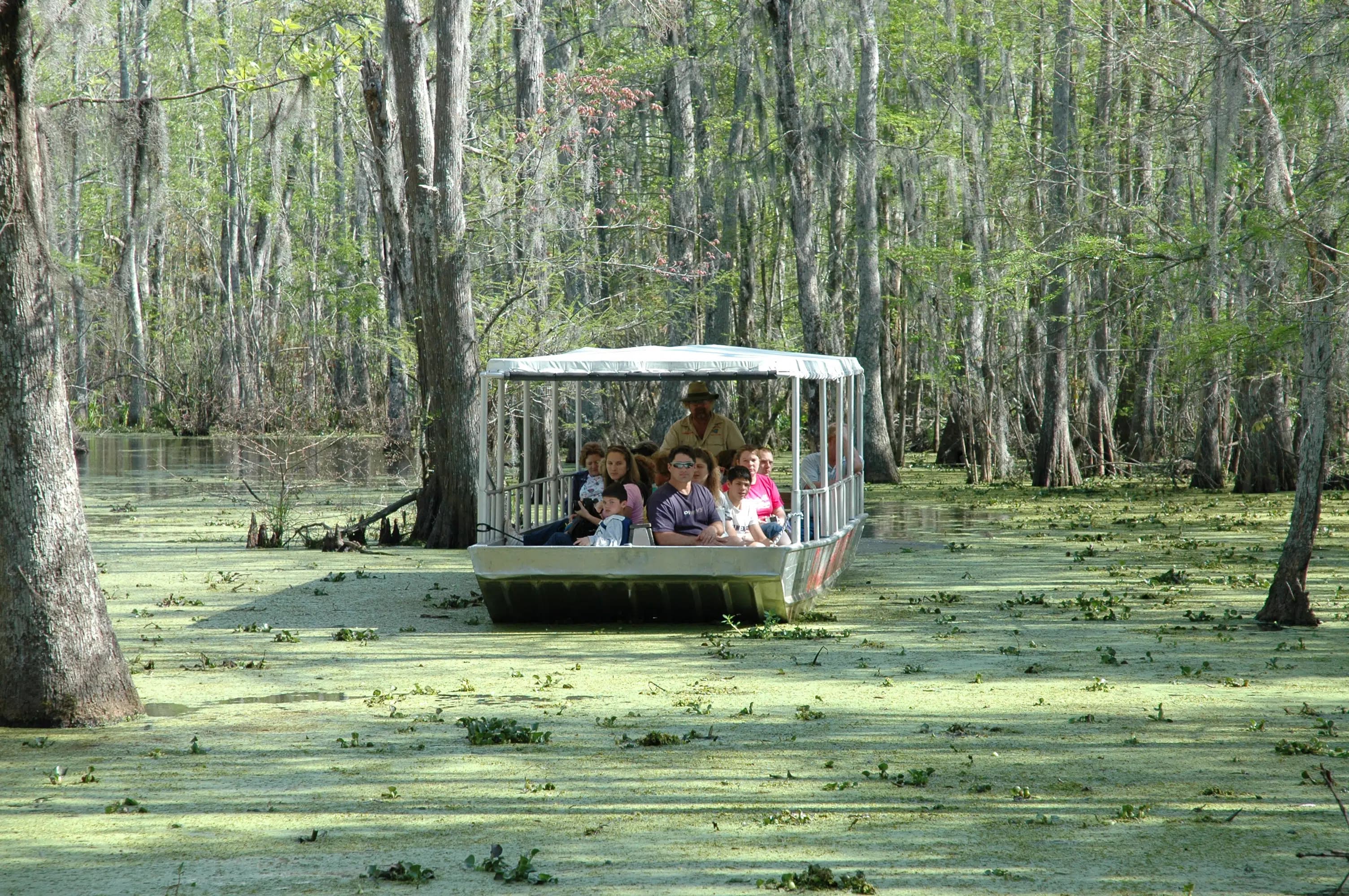 new orleans swamp tour scenery