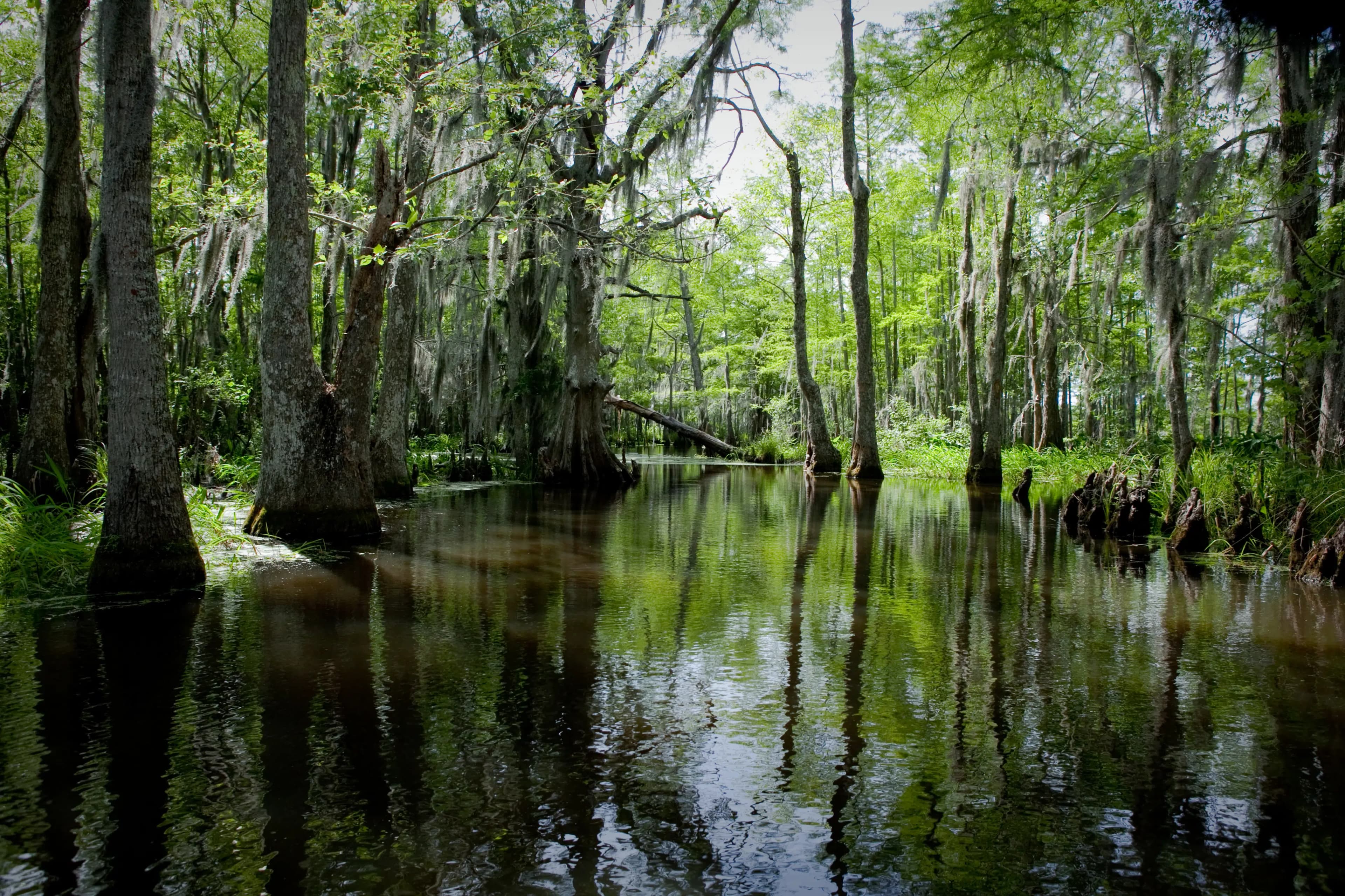 A serene swamp scene with tall, moss-covered trees and still water reflecting the greenery.