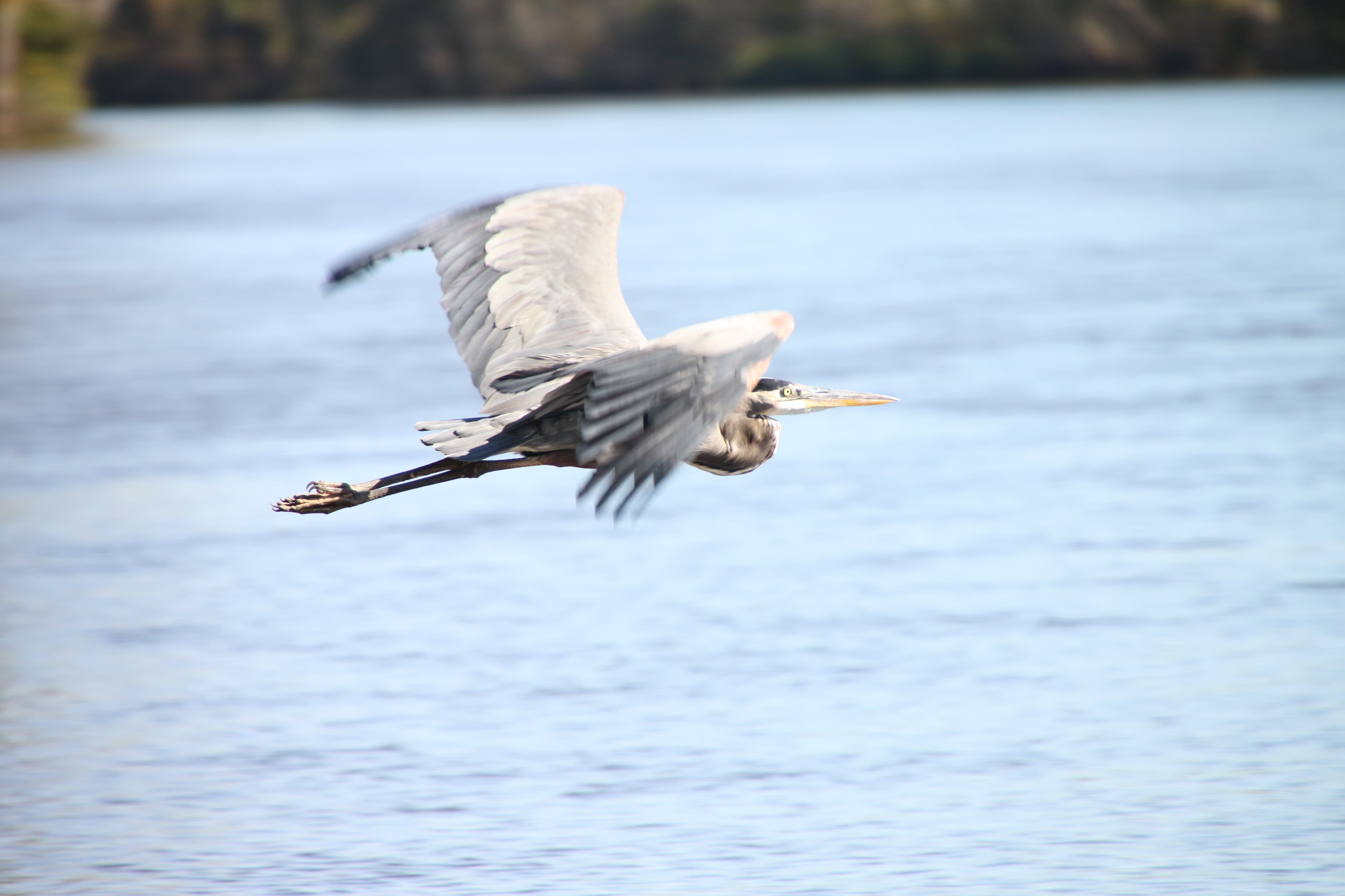 Great blue heron flying low over a calm body of water with blurred background.