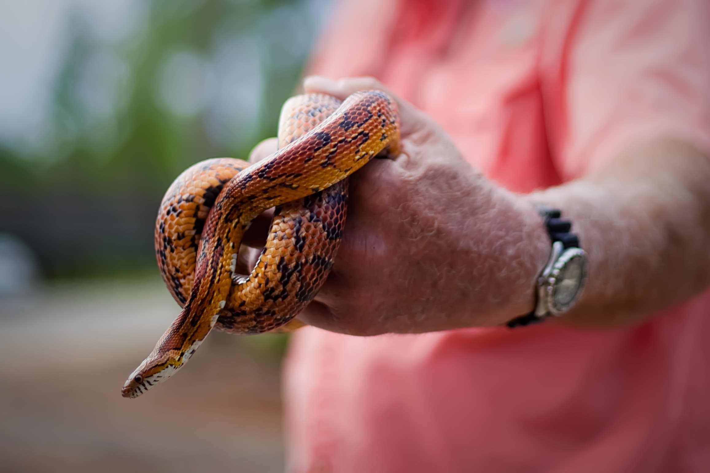 Close-up of a person holding an orange and black patterned corn snake with a blurred background.