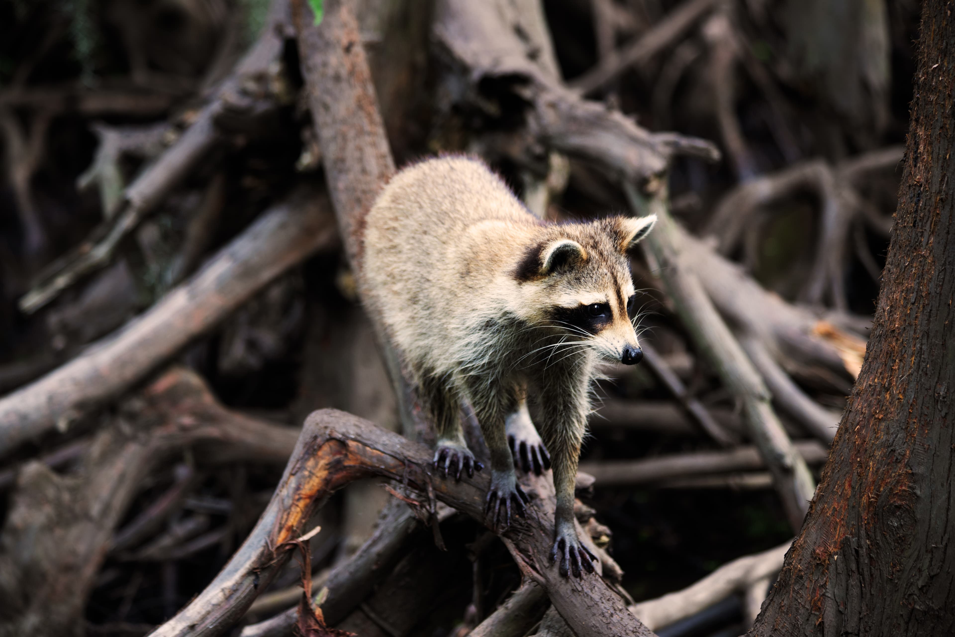 Raccoon standing on tangled tree roots in a wooded swamp environment.