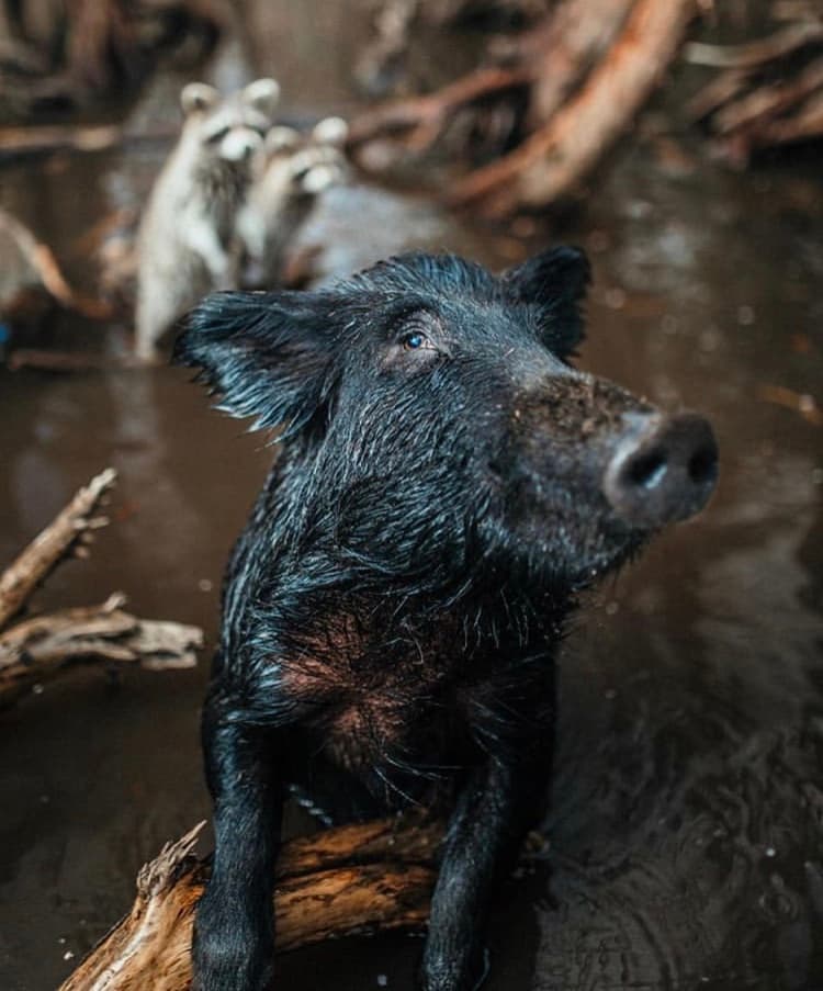 Close-up of a wet wild boar emerging from swampy water, with raccoons in the blurred background.