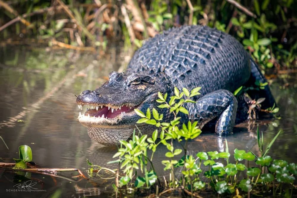 Alligator resting partially submerged in a swamp, mouth open, surrounded by vegetation.