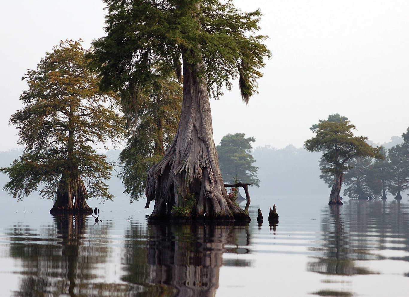 Tall cypress trees with exposed roots rising from calm swamp water on a misty day.