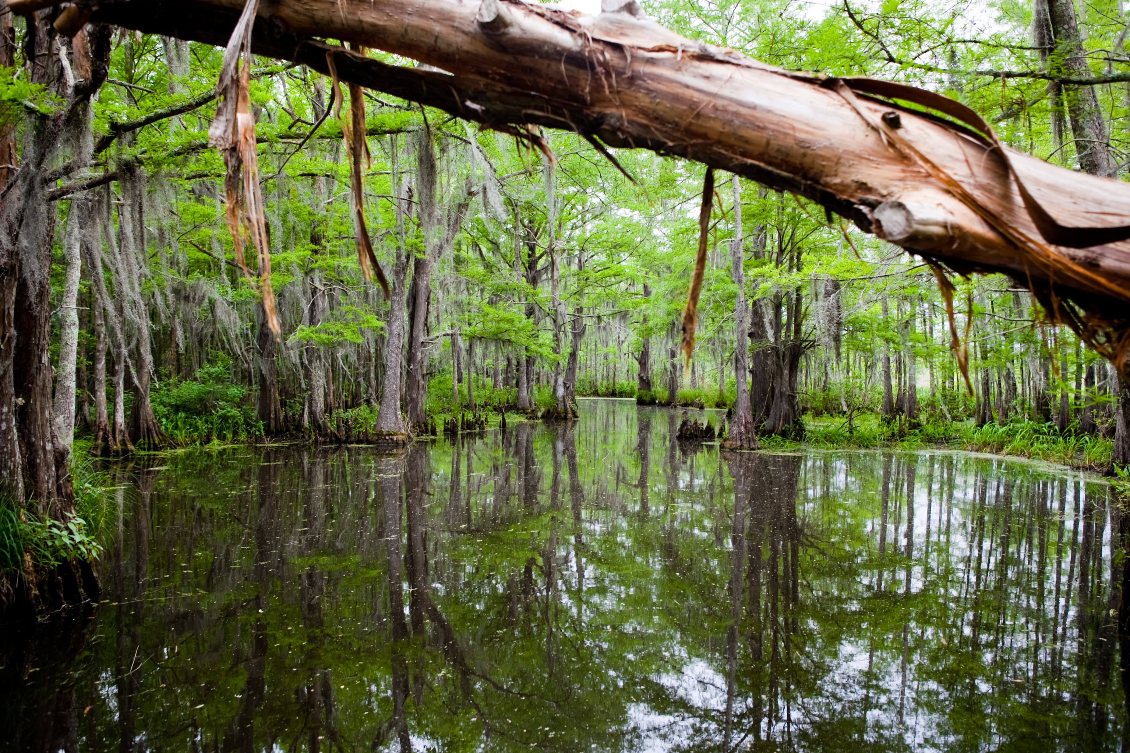 Still water reflecting green cypress trees draped with Spanish moss, framed by a fallen tree branch in a swamp.