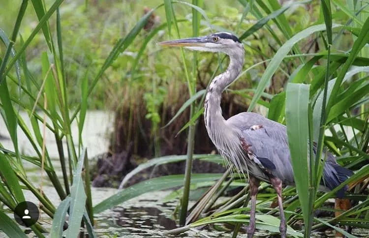 new orleans swamp tour wildlife