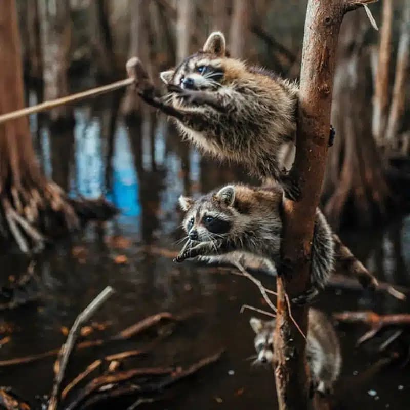 new orleans swamp tour wildlife