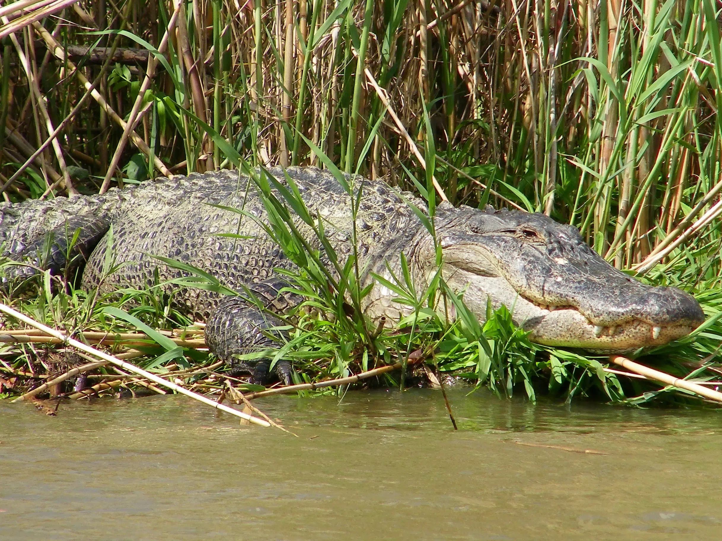 new orleans swamp tour wildlife