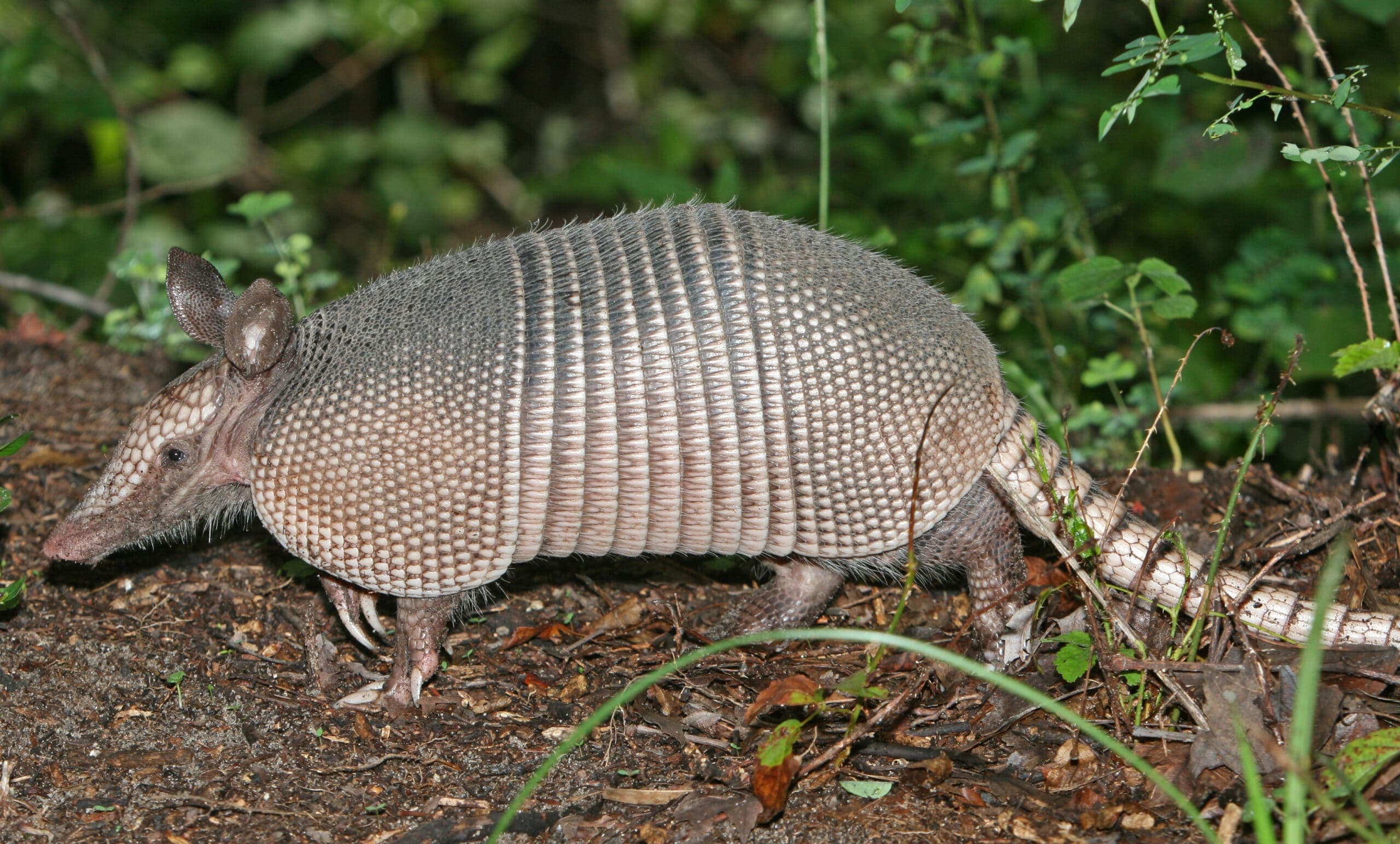 armadillos blog image