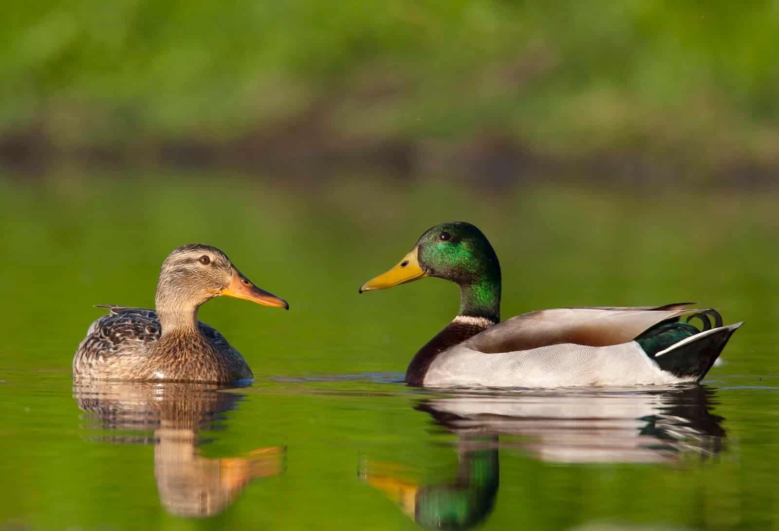 mallard ducks blog image