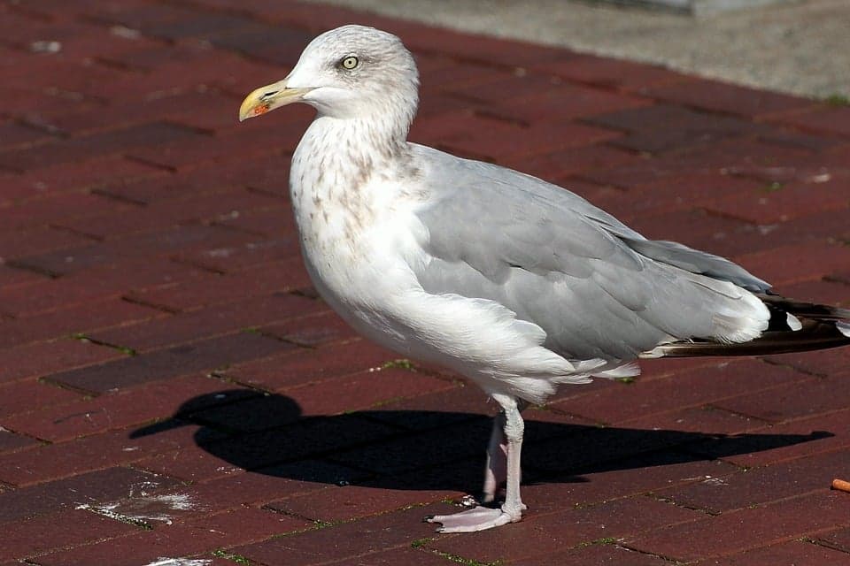 seagulls blog image