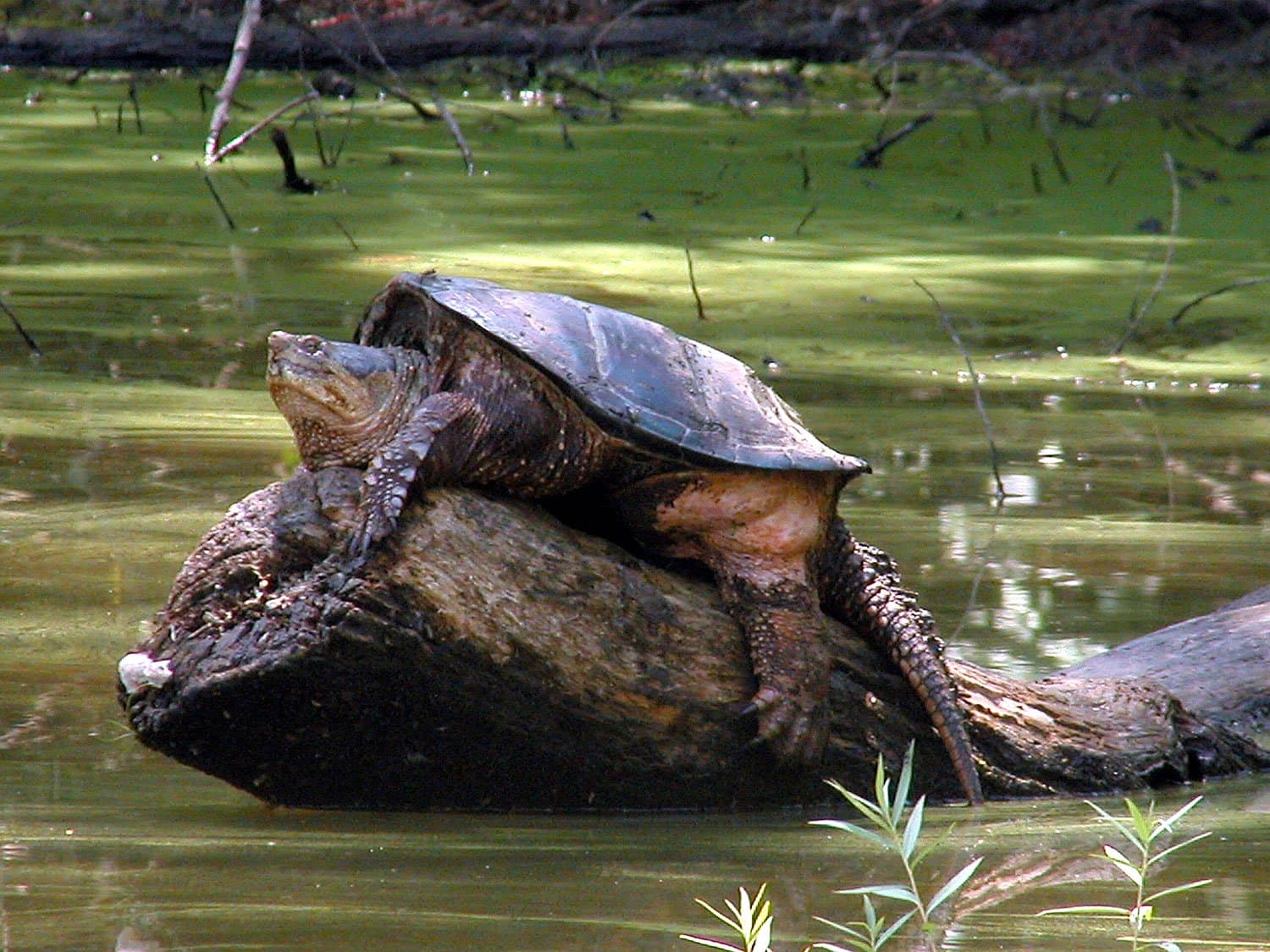 snapping turtle blog image