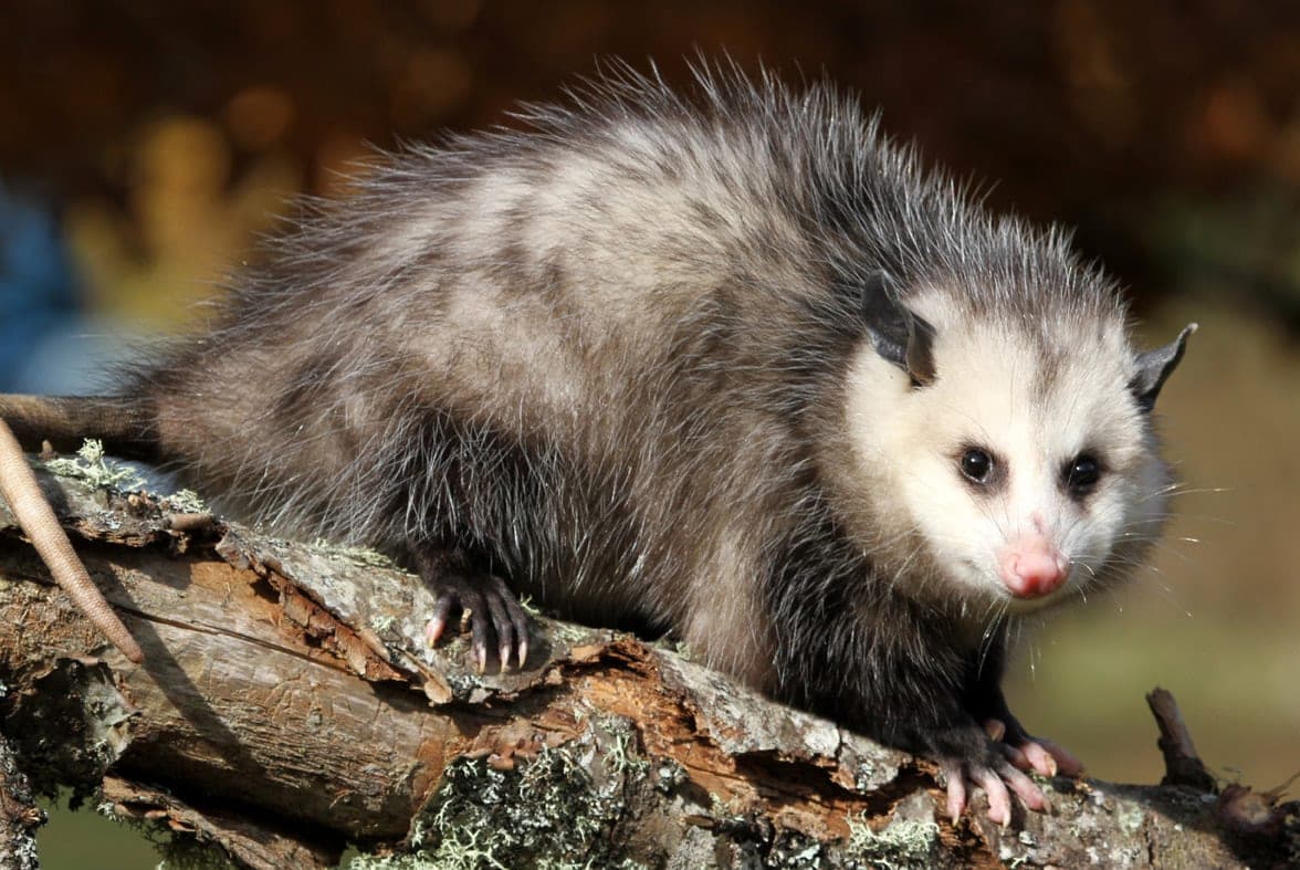 the opossum-superhero-of-the-swamp blog image