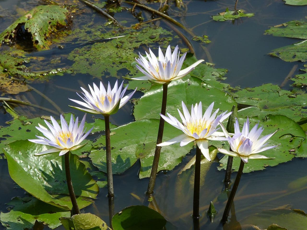 swamp tour-water-lillies blog image