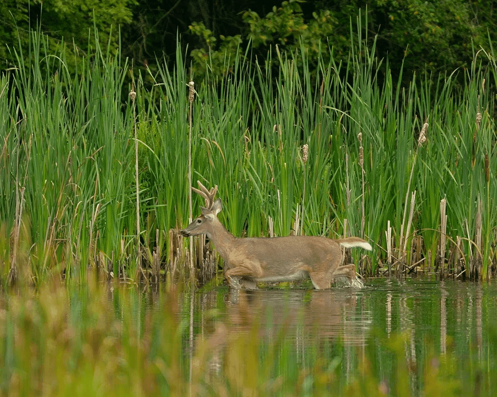 whitetail deer blog image