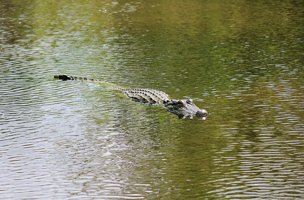 cajun encounters-rated-top-swamp-tour-by-travelocity blog image