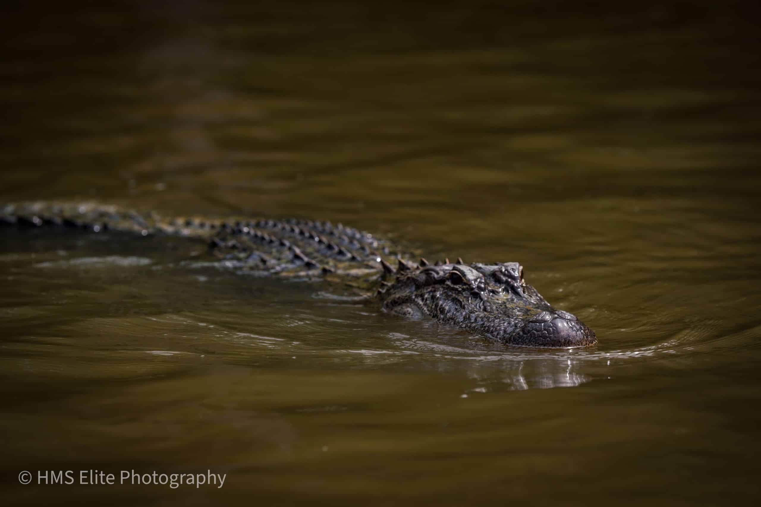 guest photos-cajun-encounters-2020 blog image