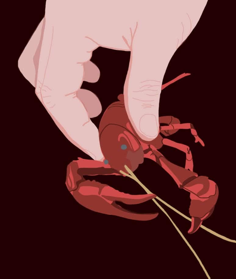 crawfish