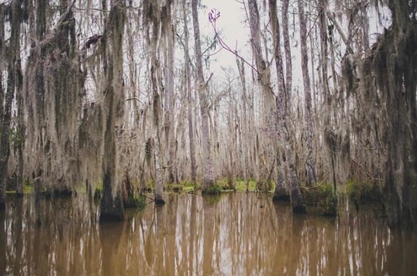 swamps bayous-marshes-oh-my-whats-the-difference blog image