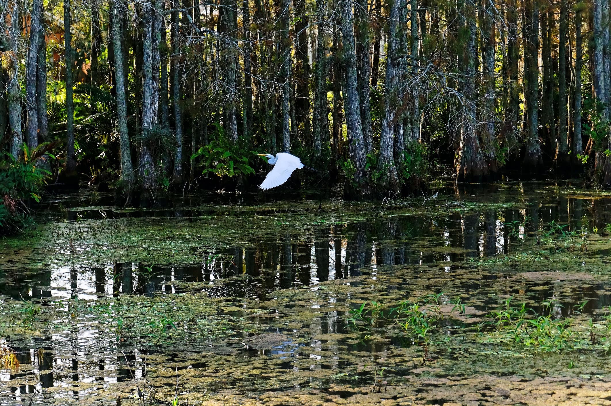 Egret bird flying through the Louisiana swamp during a New Orleans Swamp Tour