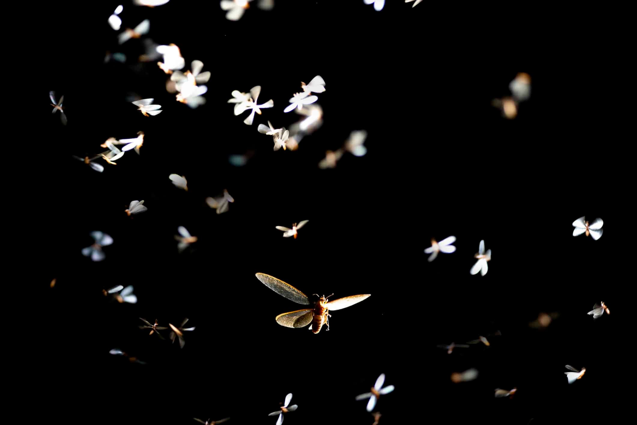 swamp wildlife termites flying around a black background