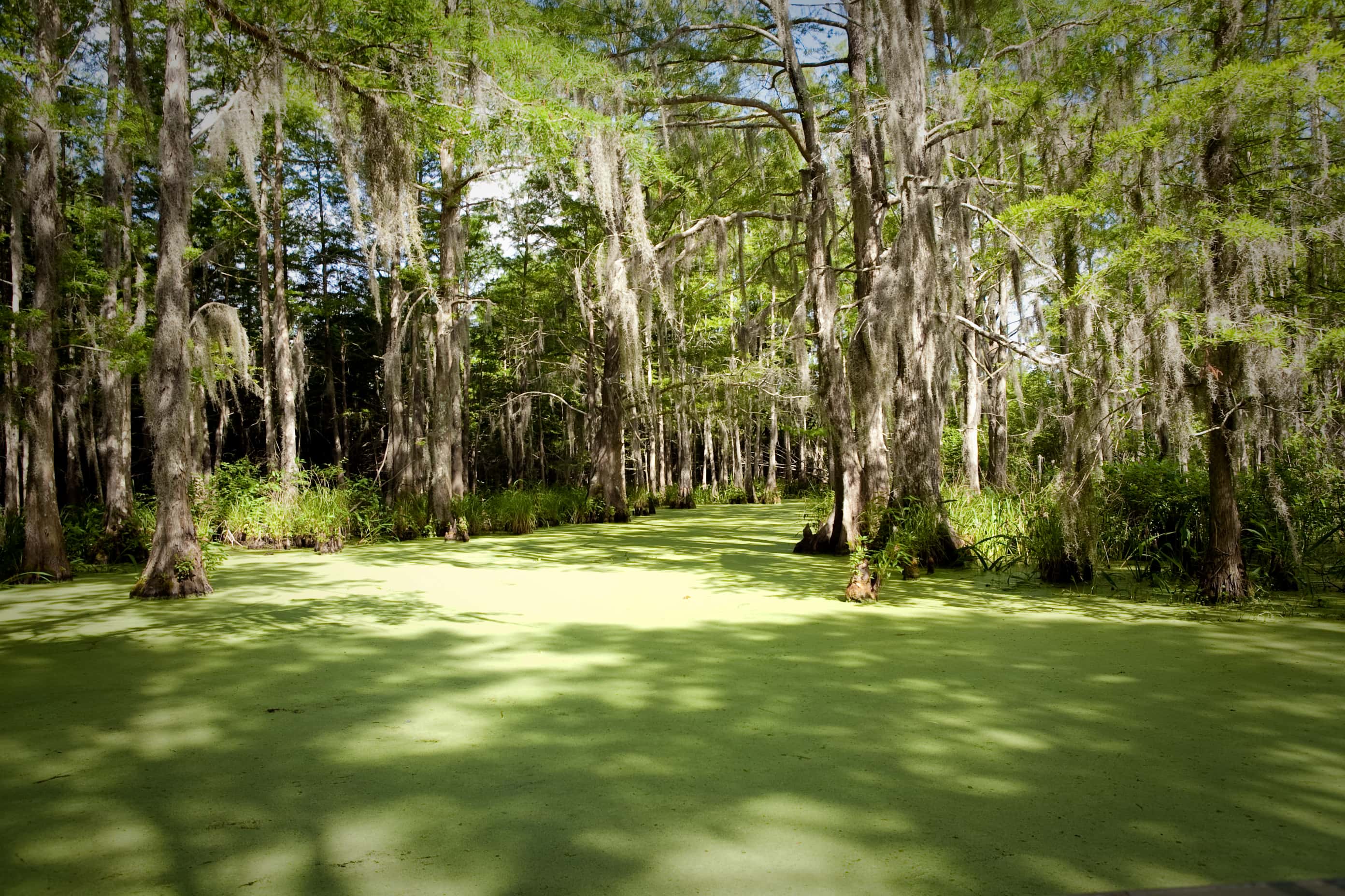 A scenic view of a Louisiana bayou